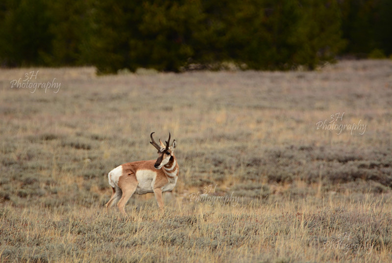 Ready to Bolt - Moose & Pronghorn (Antelope)