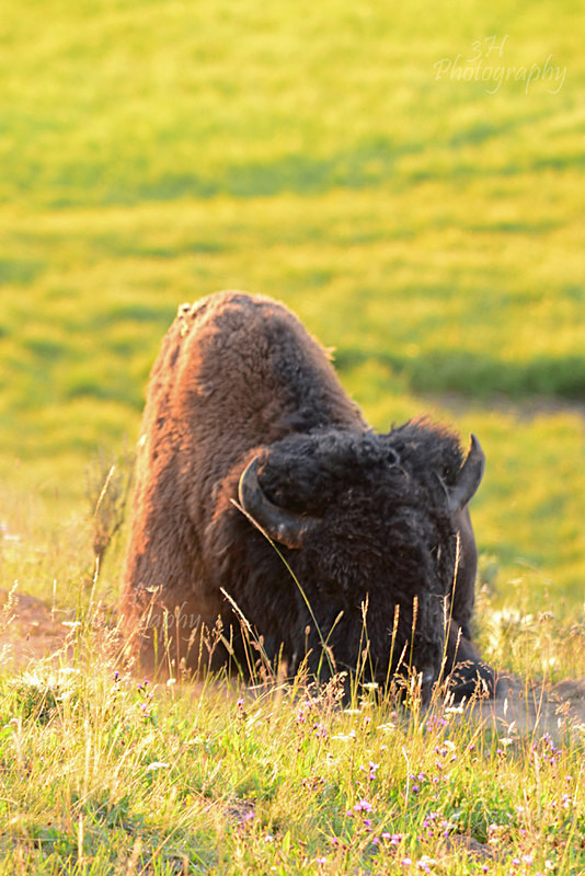 Bison Nap 2 - Bison & Horses