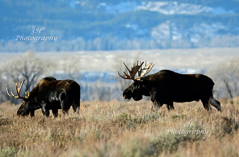  - Moose & Pronghorn (Antelope)