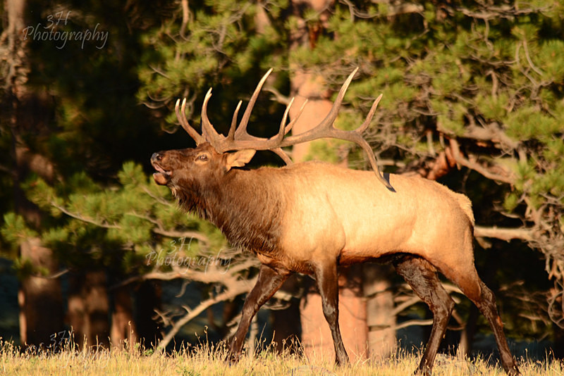 On The Fight - Elk & Deer