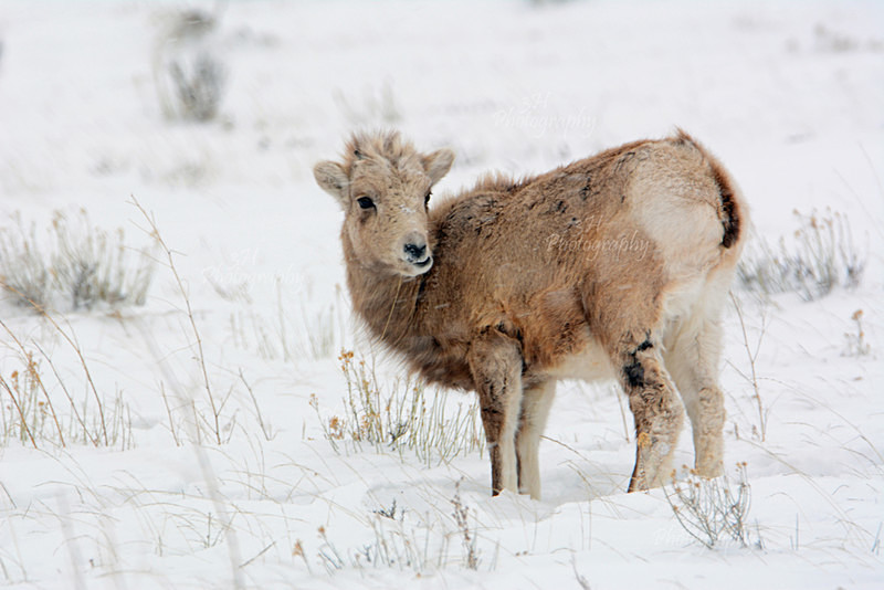 The Future - Big Horn Sheep & Mountain Goats