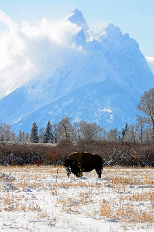 Pure Wyoming - Bison & Horses