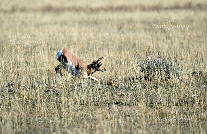Sage - The Challenger_2104 - Moose & Pronghorn (Antelope)