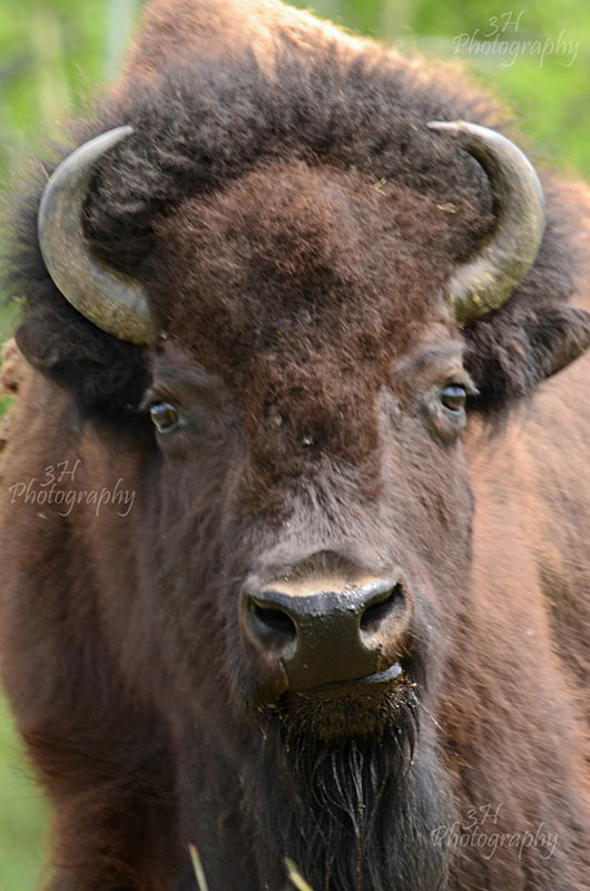 Teton Bison 4 - Bison & Horses