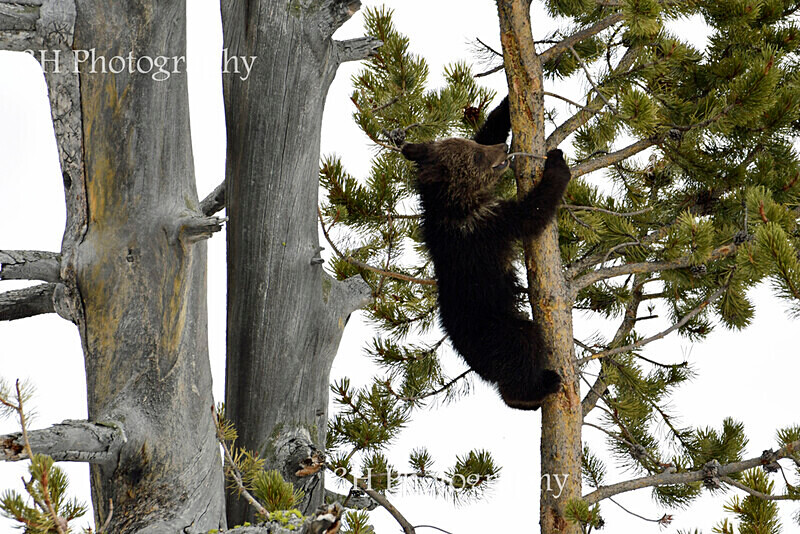 Just Hanging Around_8917 - Bears: Grizzly & Black Bears