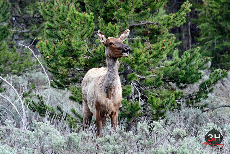 3HPhotography5-20-25_GTNP_436_ - Grand Teton NP Spring Shoot - May 2025