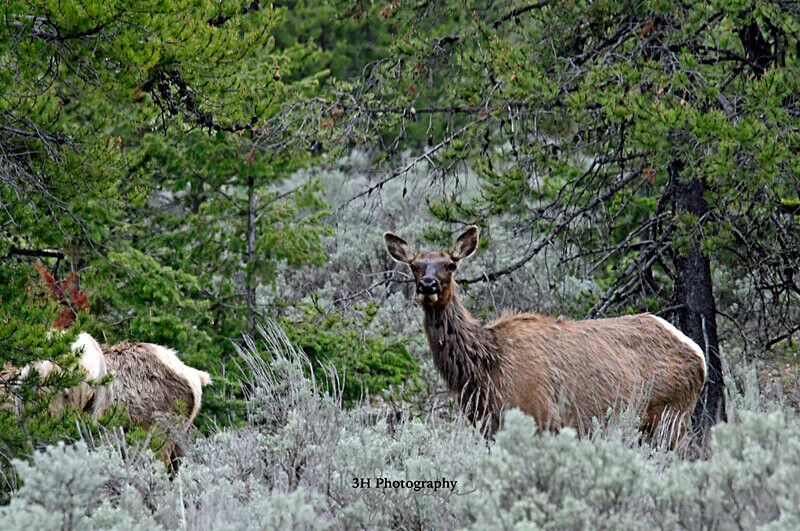 3HPhotography5-20-25_GTNP_433_ - Grand Teton NP Spring Shoot - May 2025