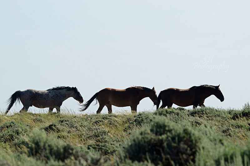 On the way to the watering hole - Bison & Horses