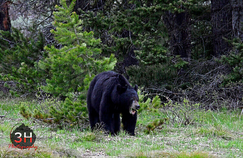 3HPhotography5-20-25_GTNP_387_ - Grand Teton NP Spring Shoot - May 2025