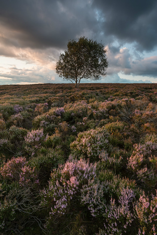 Peak Heather - Landscapes