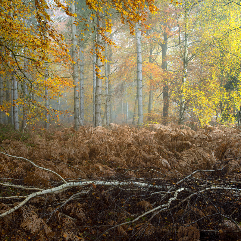 Harlestone Firs