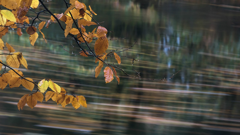 Fall Flow - Landscapes