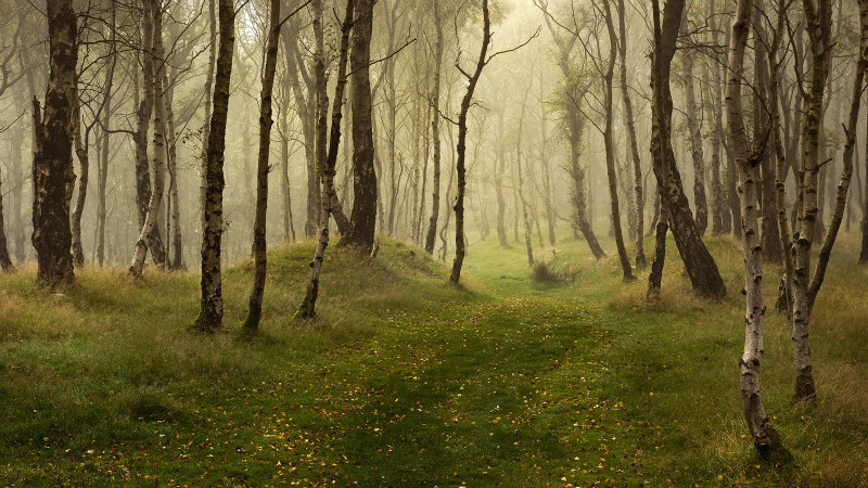 Enchanted - Landscapes