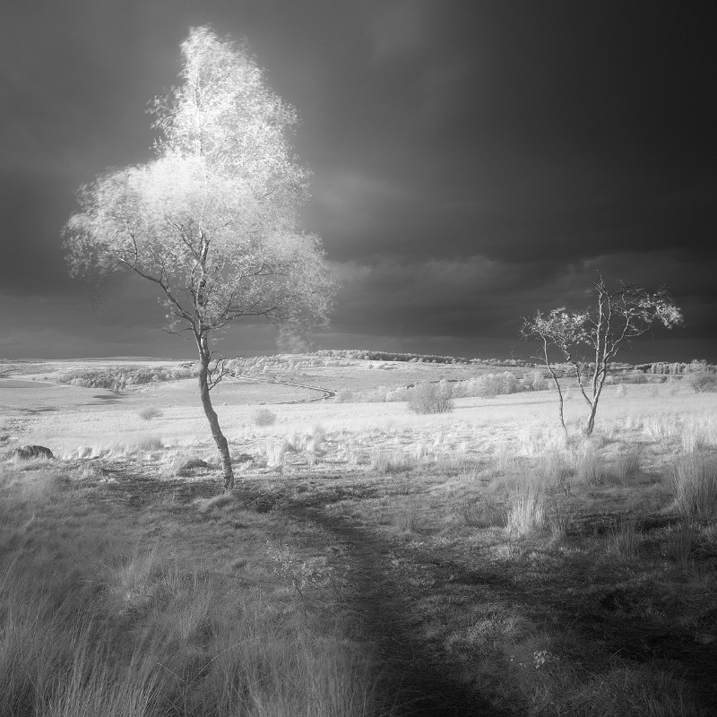 Strange World - Black & White