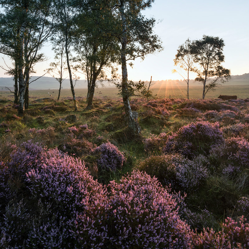 Blooming - Landscapes