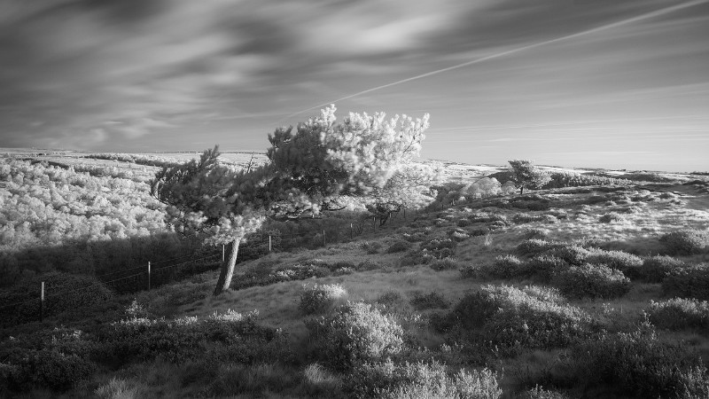 Park life - Black & White