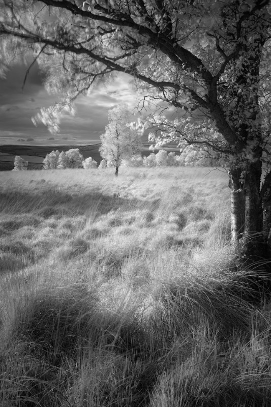 Spring in the air - Black & White