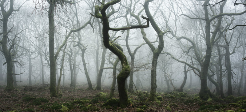 Shapes - Padley Gorge / Bolehill Quarry
