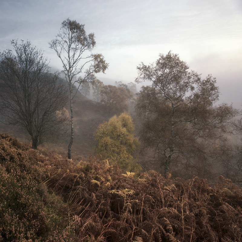 The family - Landscapes