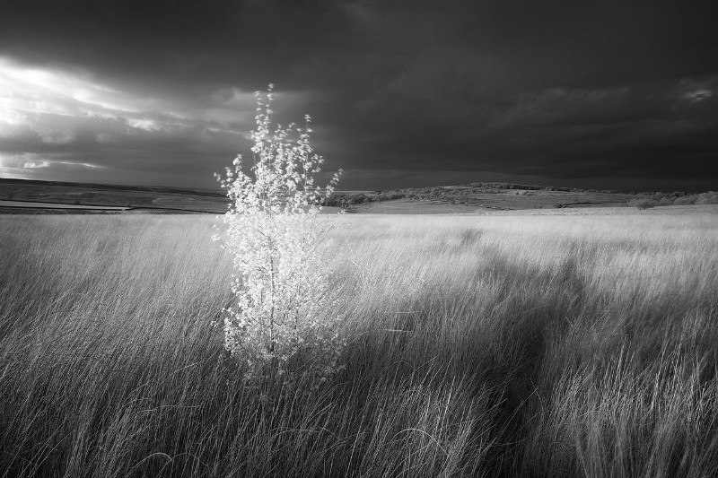 The Sapling - Black & White