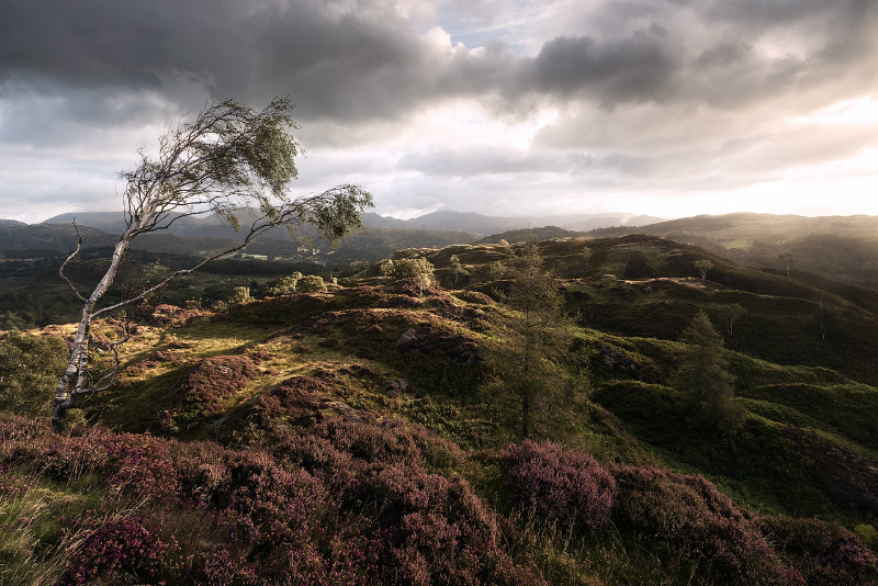 The Fell - Landscapes