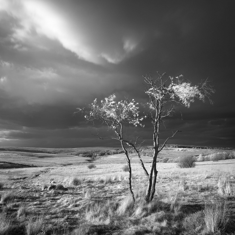 Wind Vanes - Black & White