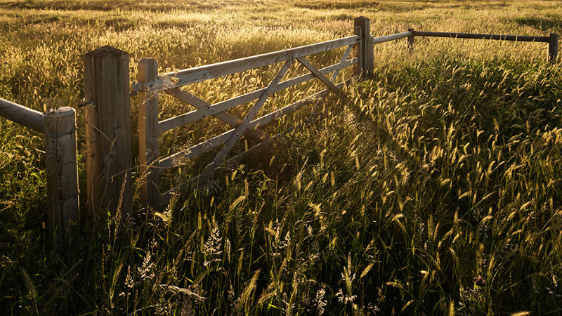 Growing wild - Norfolk