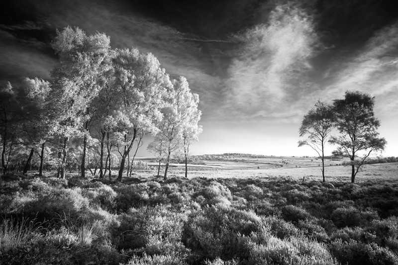 The Field - Black & White