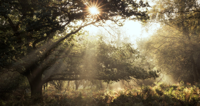  - Landscapes