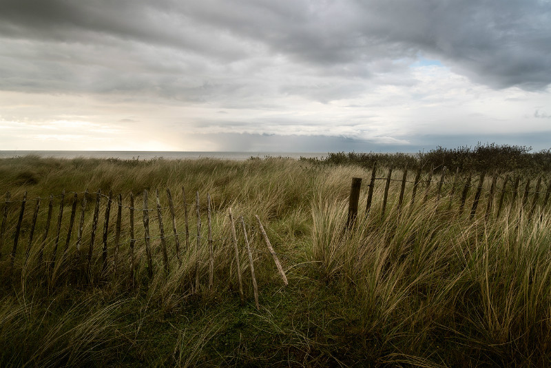 Sea Dog - Norfolk