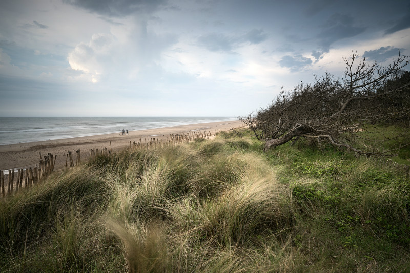 An evening stroll - Latest Images