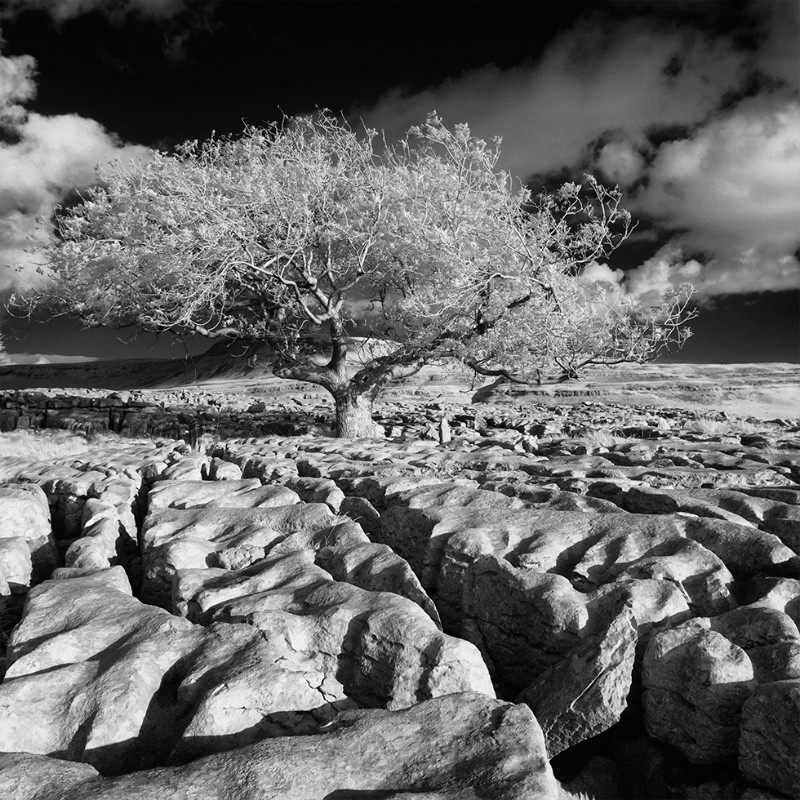  - Black & White