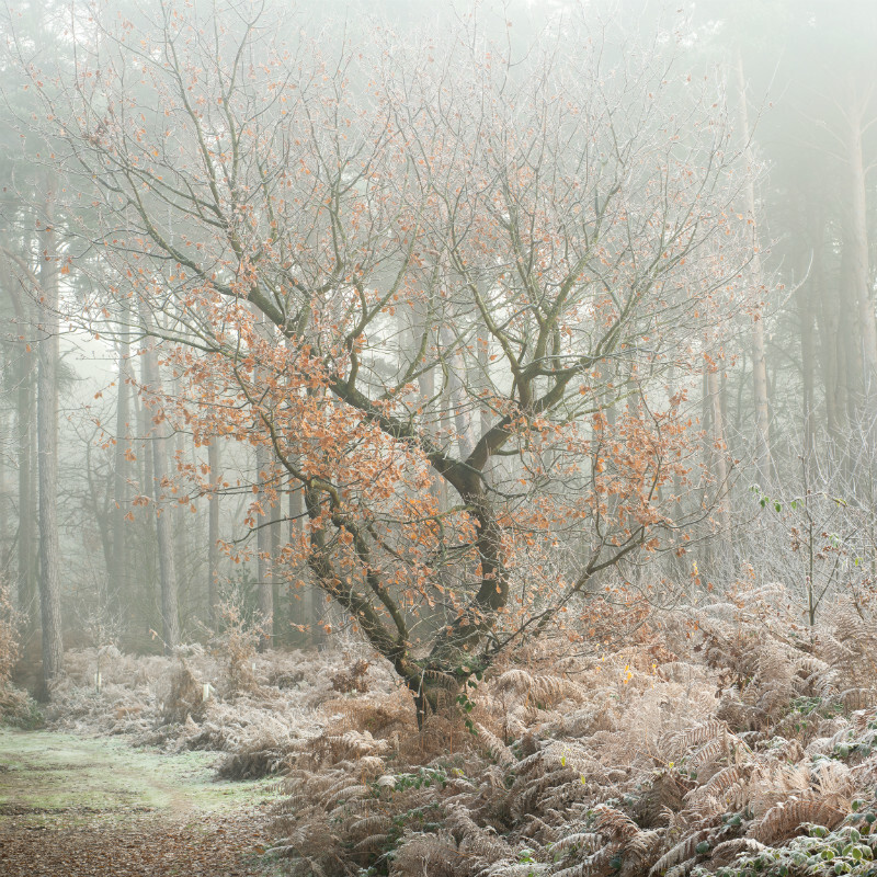 Harlestone Firs