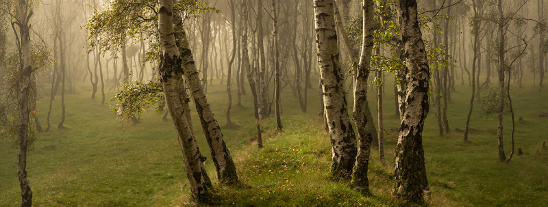 The Elders - Landscapes