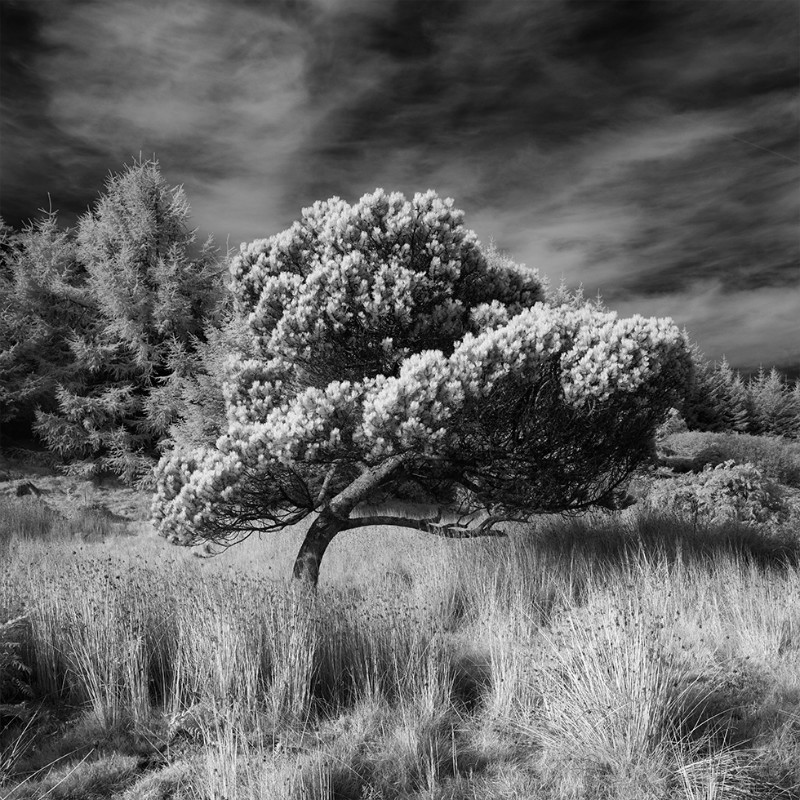 A wee bonny tree - Black & White