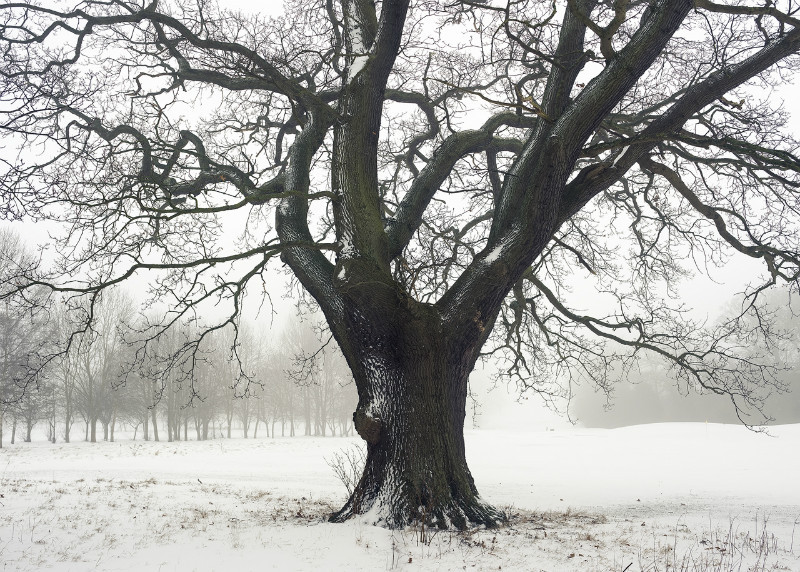 Roots - Latest Images