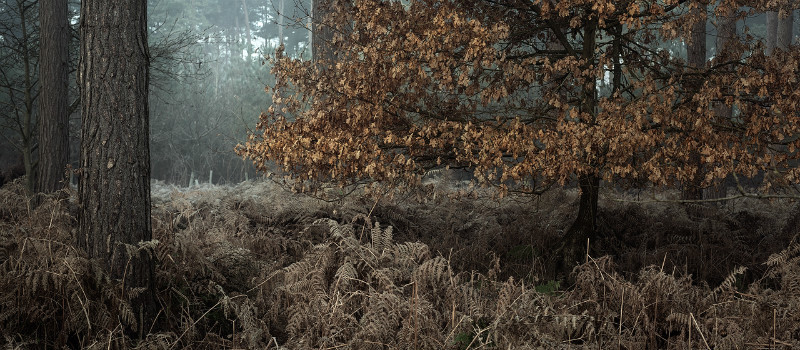Winters tones - Landscapes