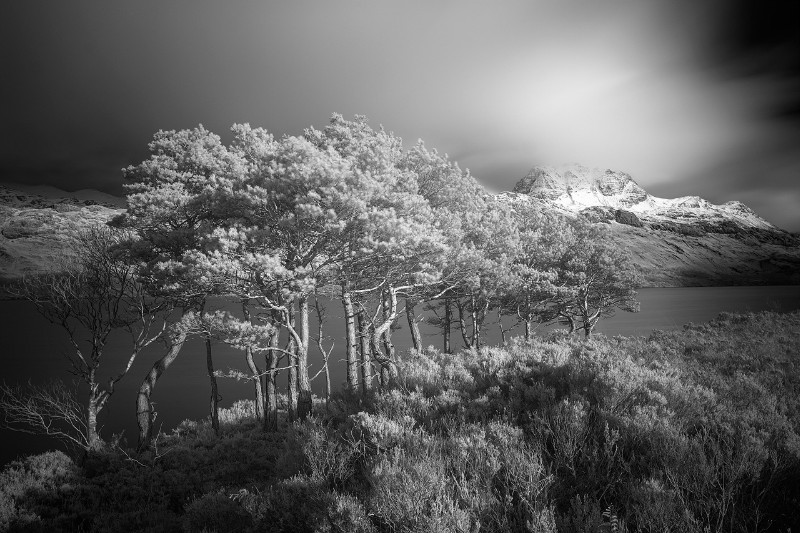 Maree - Latest Images