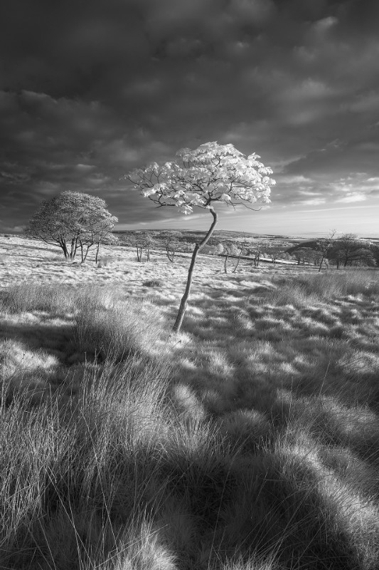 Spring - Black & White