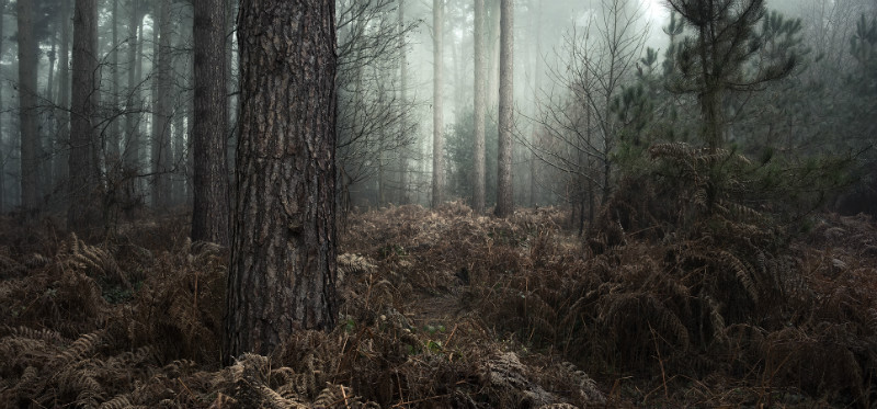Harlestone - Landscapes