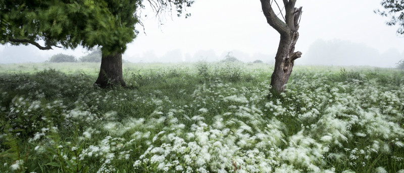 Pastures fresh - Landscapes