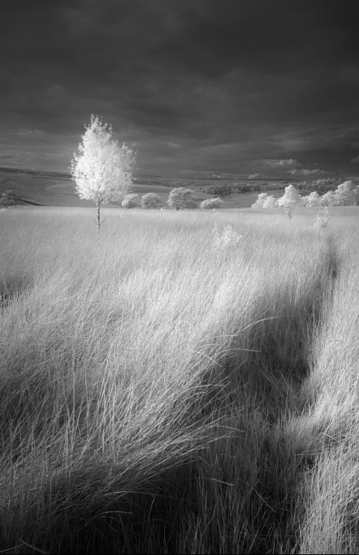 The Hinterlands - Black & White
