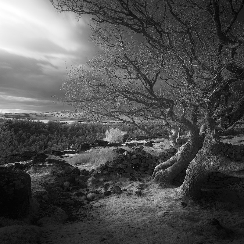 The Guardians - Black & White