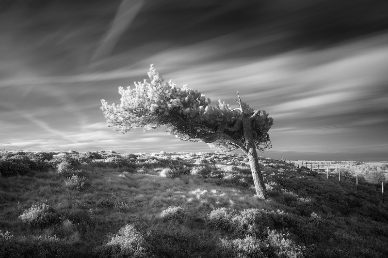 Blown - Black & White