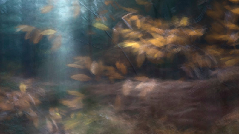 Autumnal Rush - Latest Images