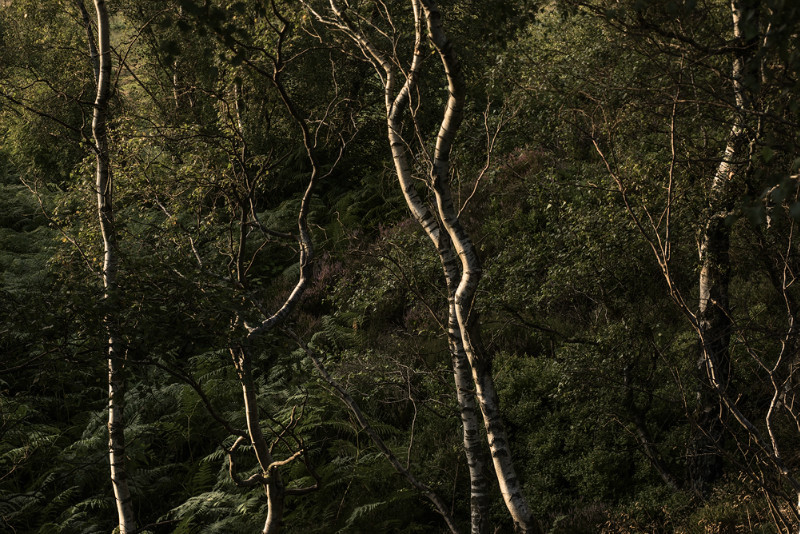 Life Lines - Landscapes