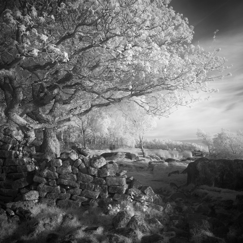 An Oaks tale - Black & White