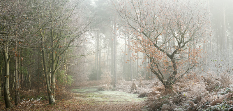 Harlestone Firs