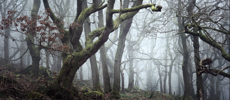 The Woods - Padley Gorge / Bolehill Quarry