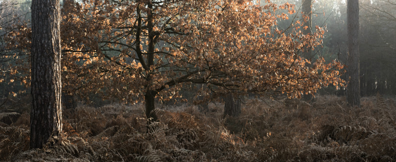  - Landscapes
